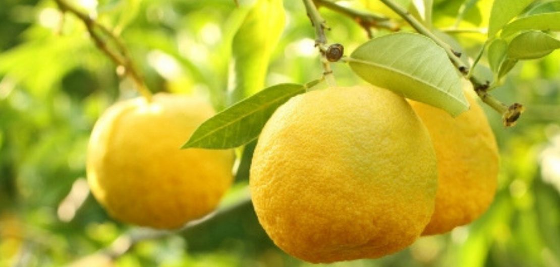 succo di yuzu